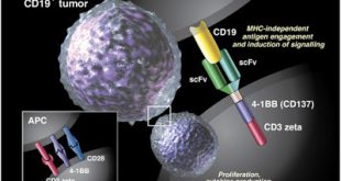 Θεραπεία με CAR T-λεμφοκύτταρα: νέα έγκριση από το FDA