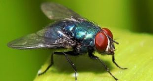 Οι μύγες μεταφέρουν περισσότερα μικρόβια και εξαπλώνουν διάφορες ασθένειες