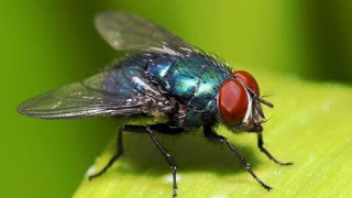 Οι μύγες μεταφέρουν περισσότερα μικρόβια και εξαπλώνουν διάφορες ασθένειες