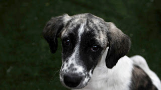 Τα αδέσποτα ζώα της δυτικής Αττικής εκπέμπουν SOS