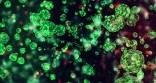 Τα βακτήρια του εντέρου επηρεάζουν την αντικαρκινική ανοσοθεραπεία