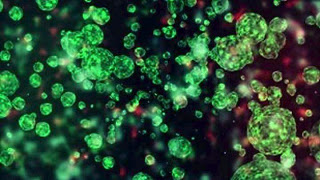 Τα βακτήρια του εντέρου επηρεάζουν την αντικαρκινική ανοσοθεραπεία
