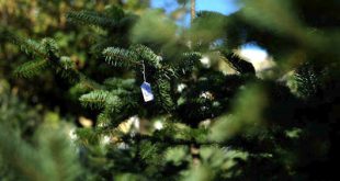 Στολίστε με χριστουγεννιάτικα φυτά