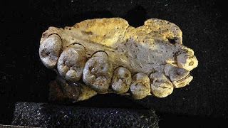 Απολίθωμα αποδεικνύει ότι οι άνθρωποι μετανάστευσαν από την Αφρική πολύ παλαιότερα απ' όσο πίστευαν οι επιστήμονες