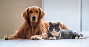 Γιατί δεν πρέπει να ταΐζετε ωμό κρέας τα κατοικίδια