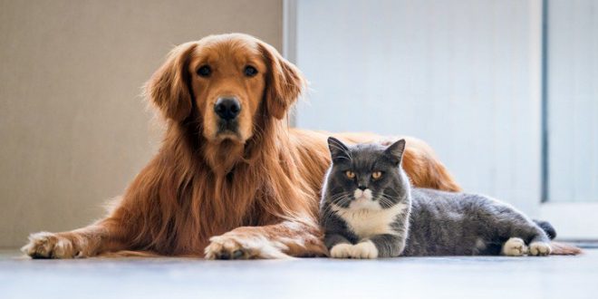 Γιατί δεν πρέπει να ταΐζετε ωμό κρέας τα κατοικίδια