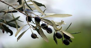 Η ελληνική επιτραπέζια ελιά σε διεθνή διαγωνισμό στο Λονδίνου με στόχο την ποιοτική της αναγνώριση