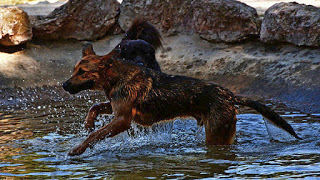 Νέο σχέδιο νόμου για τα ζώα συντροφιάς