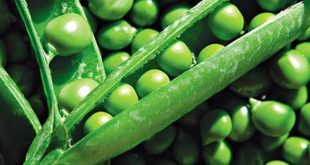 Η διατροφική αξία του αρακά