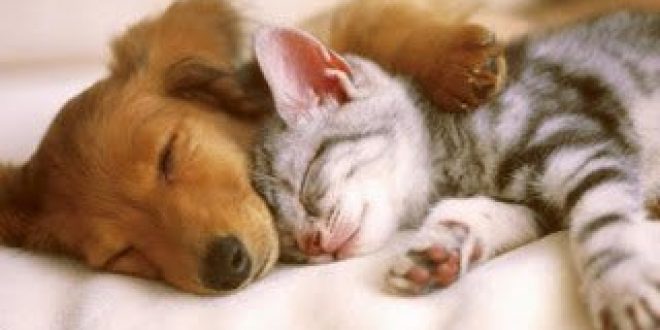 Νέος νόμος για τα κατοικίδια: Δείτε αναλυτικά τα πρόστιμα