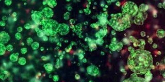 Ανθρώπινη πρωτεΐνη κομβικής σημασίας για την επικοινωνία των κυττάρων μοιάζει με βακτηριακή τοξίνη