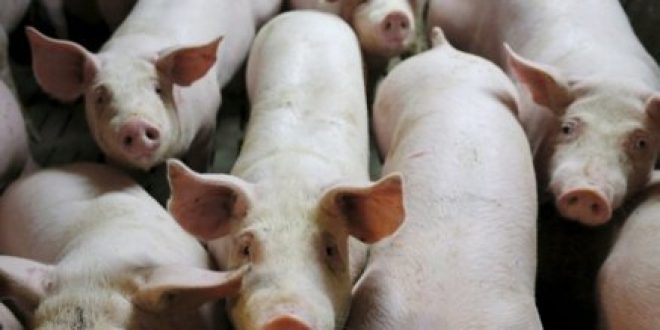 Για πρώτη φορά επιστήμονες διατήρησαν ζωντανούς επί 36 ώρες τους εγκεφάλους χοίρων χωρίς σώμα