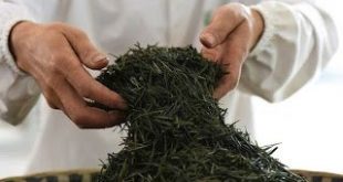 Κίνα: Επιστήμονες ολοκληρώνουν την ακολουθία του γονιδιώματος του φυτού του τσαγιού