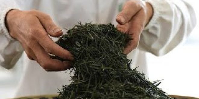 Κίνα: Επιστήμονες ολοκληρώνουν την ακολουθία του γονιδιώματος του φυτού του τσαγιού