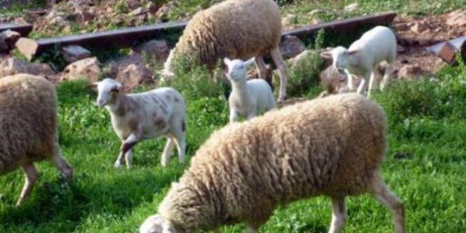 Πώς συνδέεται η σκλήρυνση κατά πλάκας με τα πρόβατα