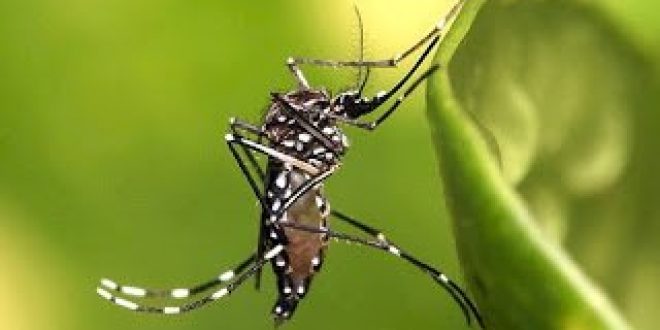 Αεροψεκασμοί κατά των κουνουπιών στον υδροβιότοπο Σχινιά