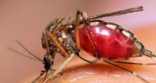 Γιατί προκαλεί φαγούρα το τσίμπημα των κουνουπιών; Πώς να αντιμετωπίσετε την φαγούρα; Εντομοαπωθητικά με βότανα