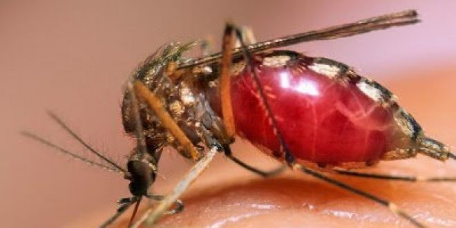 Γιατί προκαλεί φαγούρα το τσίμπημα των κουνουπιών; Πώς να αντιμετωπίσετε την φαγούρα; Εντομοαπωθητικά με βότανα