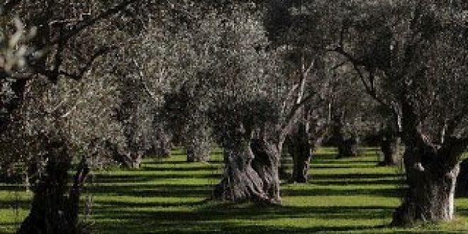 Ελαιόδεντρα με βιβλιάρια "υγείας" για την αντιμετώπιση των επιπτώσεων της κλιματικής αλλαγής