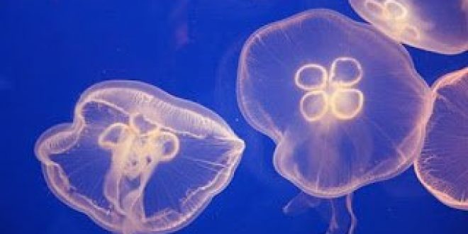 ΙΣΠ: «Οδηγίες αντιμετώπισης σε περίπτωση επαφής πολιτών με τοξίνη μέδουσας κατά την κολύμβηση»