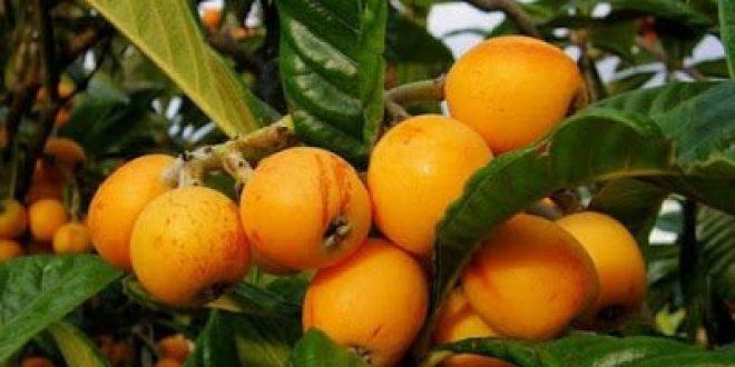 Μούσμουλα για πίεση, χοληστερίνη, εντερικά προβλήματα, δέρμα, μάτια, δόντια, αδυνάτισμα, κατά του καρκίνου