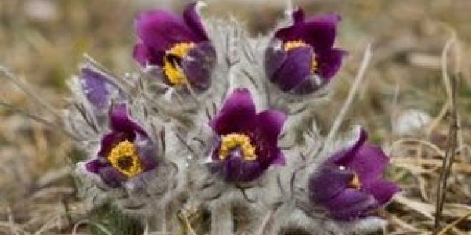 Σημαντική για τους επιστήμονες η αναγραφή του τόπου και της ημερομηνίας συλλογής στα φαρμακευτικά φυτά