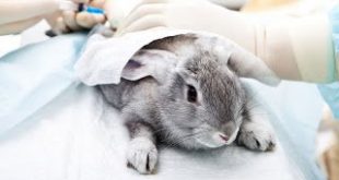 Το ΕΚ ζητάει την παγκόσμια απαγόρευση δοκιμών καλλυντικών σε ζώα