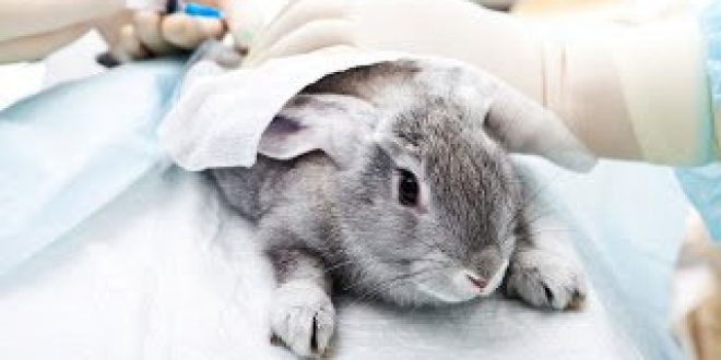 Το ΕΚ ζητάει την παγκόσμια απαγόρευση δοκιμών καλλυντικών σε ζώα