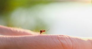 Τρεις τρόποι για να απαλλαγείτε από τα κουνούπια