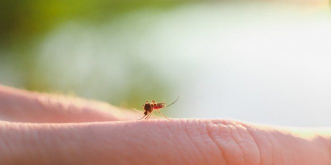 Τρεις τρόποι για να απαλλαγείτε από τα κουνούπια