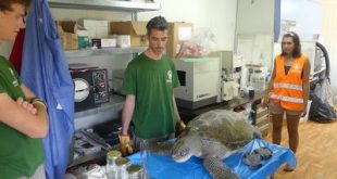 Έξαρση Θανάτων Θαλάσσιων Χελωνών στο Αιγαίο