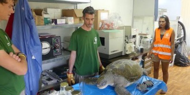 Έξαρση Θανάτων Θαλάσσιων Χελωνών στο Αιγαίο