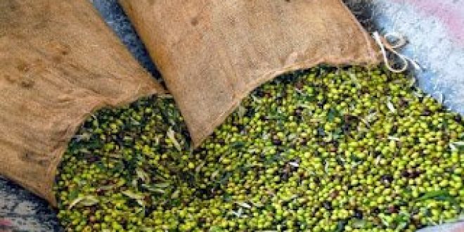 Η ελιά της Χαλκιδικής στο «μενού» 3,5 εκατομμυρίων Ρώσων αναγνωστών