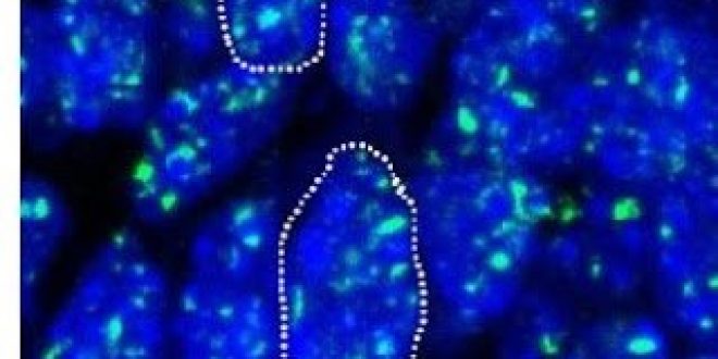 Σημαντικοί βιοεπιστήμονες δίνουν ραντεβού τον Σεπτέμβριο στην Κυλλήνη