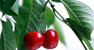 Τέσσερις λόγοι για να τρώμε κεράσια