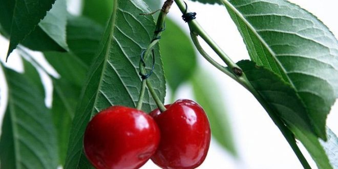 Τέσσερις λόγοι για να τρώμε κεράσια