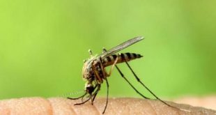Αποτελεσματικοί τρόποι να σταματήσετε την φαγούρα από τα κουνούπια