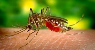 Μόνο ο υπουργός Υγείας δεν ανησυχεί για τον ιό των κουνουπιών