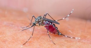 Τα κουνούπια προτιμούν τους ανθρώπους με χοληστερίνη, ουρικό οξύ, ιδρώτα, τις εγκύους